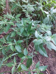 Solanum chenopodioides