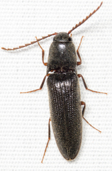 Megapenthes insignis