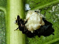 Nannotrigona testaceicornis