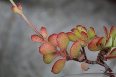 Crassula atropurpurea