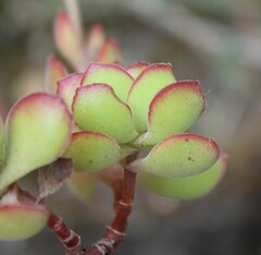 Crassula atropurpurea