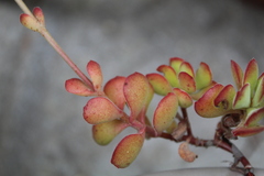 Crassula atropurpurea