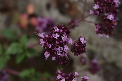 Origanum