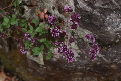 Origanum