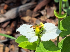 Tetragonisca angustula