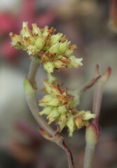 Crassula atropurpurea