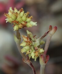 Crassula atropurpurea