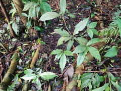 Sarcandra glabra
