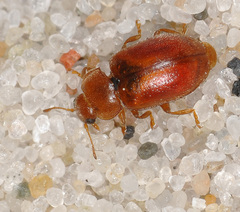 Coccidula rufa