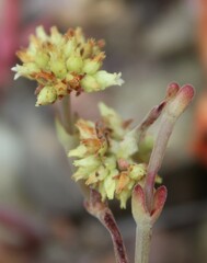 Crassula atropurpurea