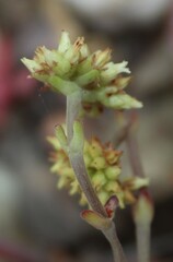 Crassula atropurpurea