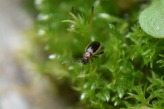 Longitarsus dorsalis