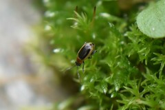 Longitarsus dorsalis