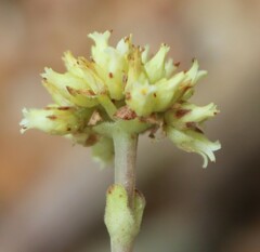 Crassula atropurpurea