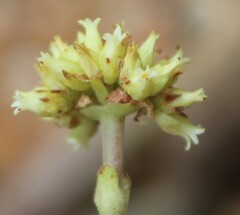 Crassula atropurpurea