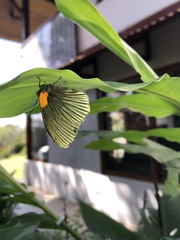 Hades noctula