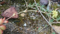 Crassula atropurpurea