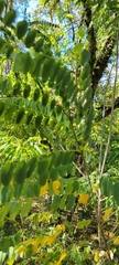 Leucaena retusa
