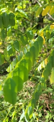 Leucaena retusa