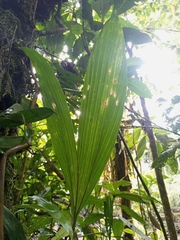 Asplundia utilis