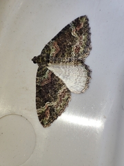 Catarhoe basochesiata