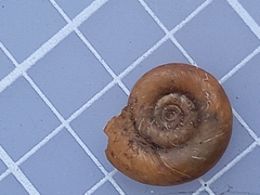 Planorbarius corneus