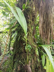 Asplundia utilis