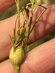 Neolasioptera lathami