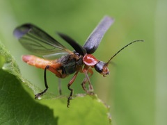 Cantharis pellucida