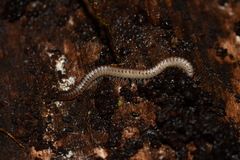 Cylindroiulus punctatus