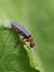 Cantharis pellucida