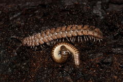 Polydesmus angustus