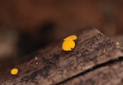 Dicephalospora rufocornea