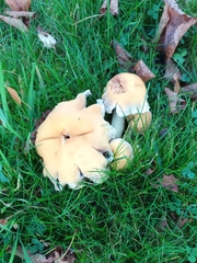 Candolleomyces