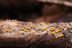 Dicephalospora rufocornea