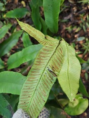 Diplazium donianum
