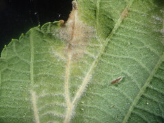 Epitrimerus gibbosus