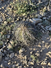Echinocactus horizonthalonius