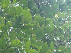 Beilschmiedia tarairi