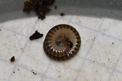 Cylindroiulus punctatus