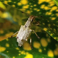 Platyomus piscatorius