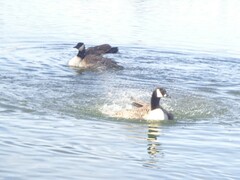 Branta canadensis