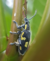 Polyclaeis longicornis
