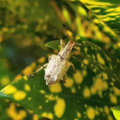 Platyomus piscatorius