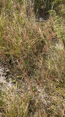 Melinis repens
