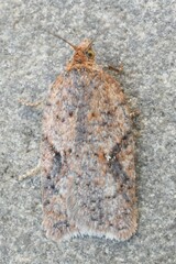 Acleris