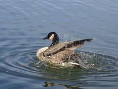 Branta canadensis