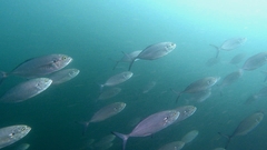 Caranx caballus
