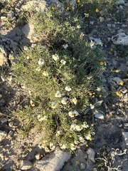 Zinnia acerosa