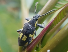 Polyclaeis longicornis